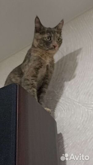 Кошка бесплатно