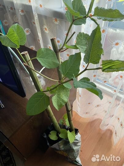 Садовый многолетник