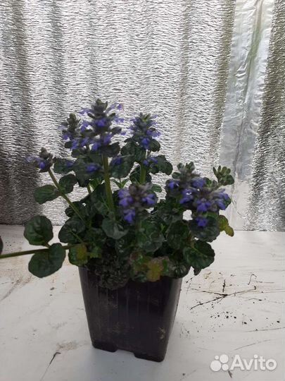 Живучка пирамидальная