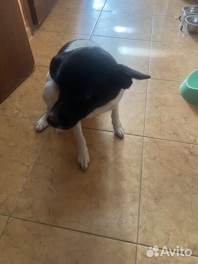 Маленькая собака