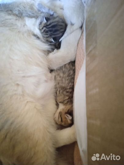 Замечательные котята