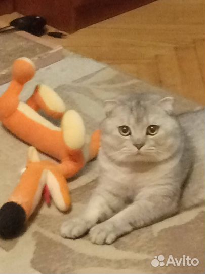 Шотландский кот вязка