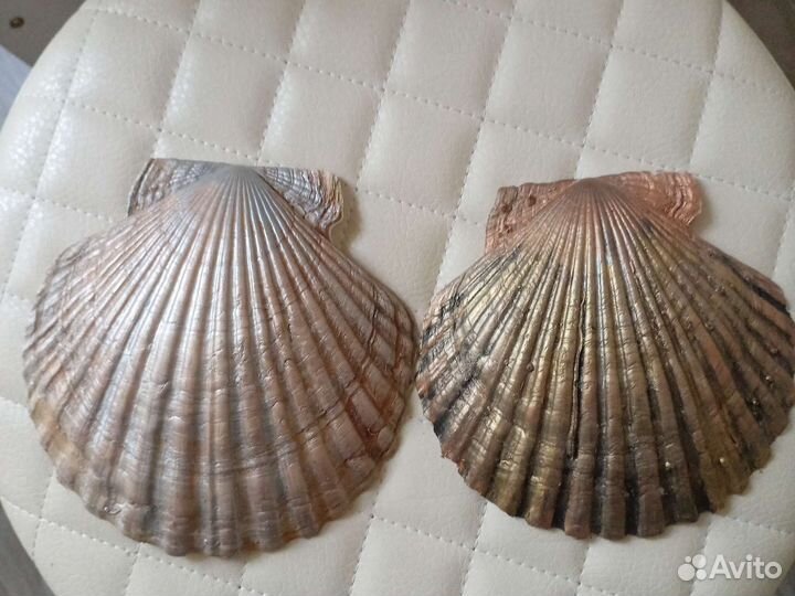 Раковины, морские гребешки