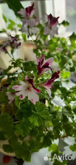 Герань, фиалка