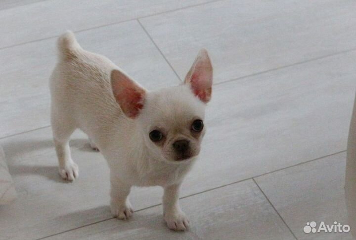 Щенки чихуахуа мини девочка