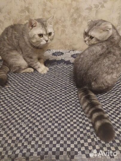 Вязка котов шотландских