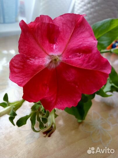 Петуния рассада цветущая