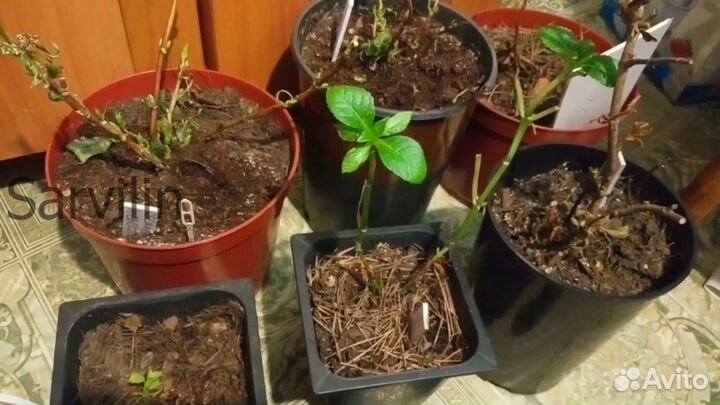 Гортензия 'Даймонд Руж'