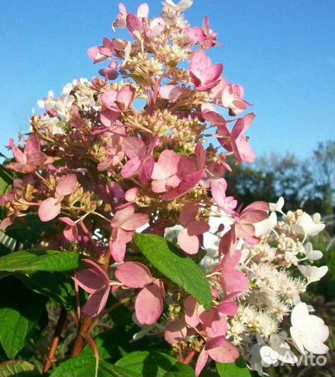 Саженцы гортензии 20 сортов, есть редкие и новинки