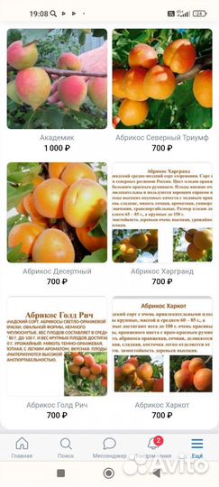 Саженцы абрикос