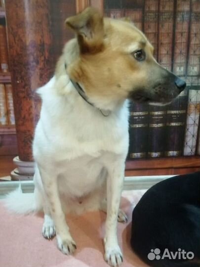 Собака Майло