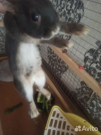 Вязка кроликов