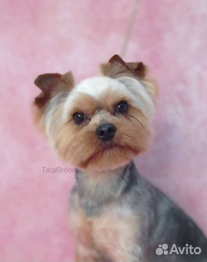 Стрижка собак и кошек