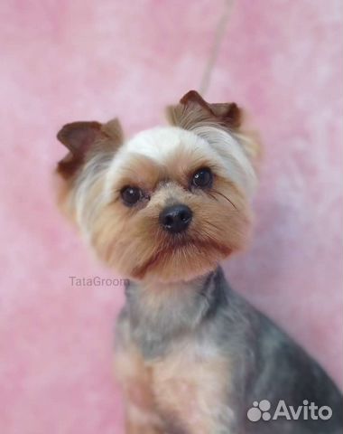 Стрижка собак и кошек