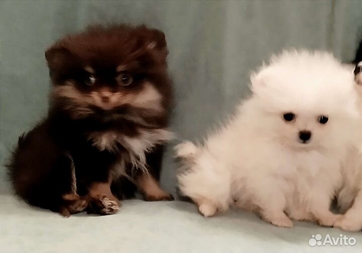 Мини девочки 3 мес