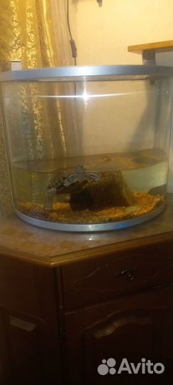 Красноухая черепаха с аквариумом