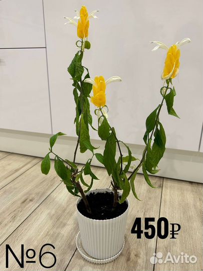 Комнатные цветы