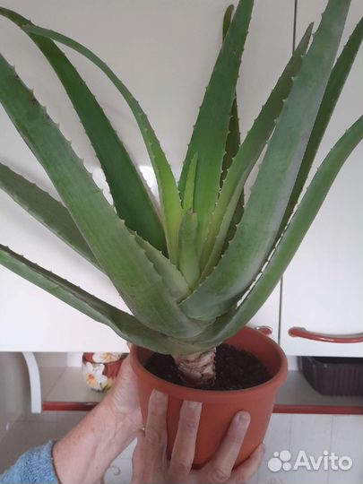 Алоэ многолетний