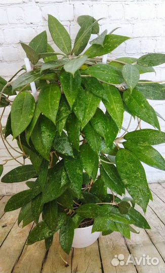 Хойи срезом