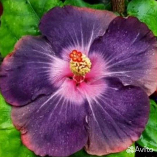 Срезы сортовых гибискусов