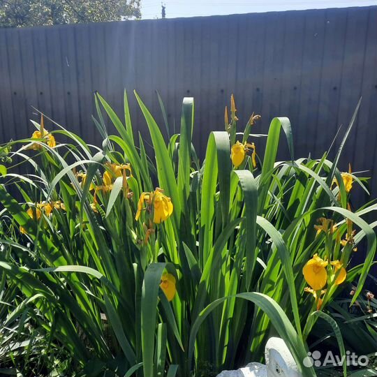 Ирис болотный