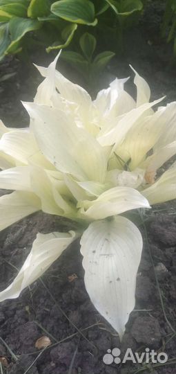 Хоста растение