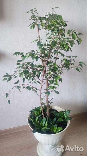 Фикус бенджамина