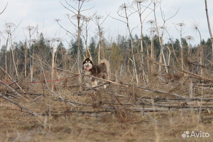 Хаски Янатрь ищет дом