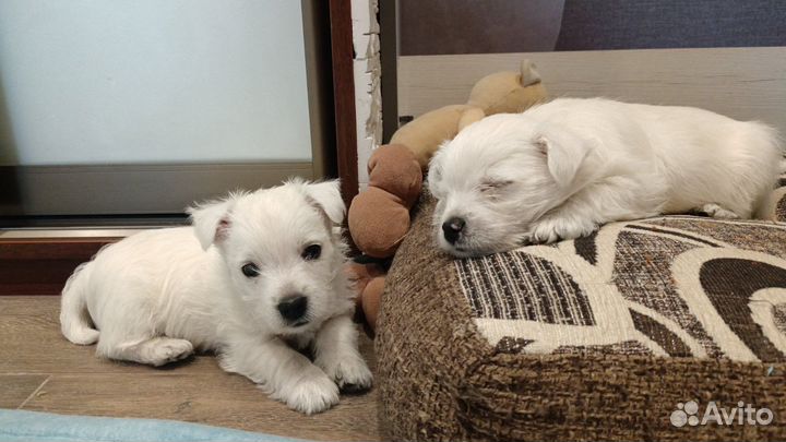 Вест хайленд вайт терьер