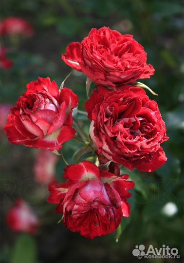 Миниатюрная роза Гранатовый браслет