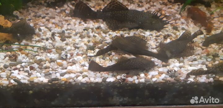 Сомики анциструсы