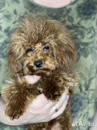 Той-пудель тедди мальчик