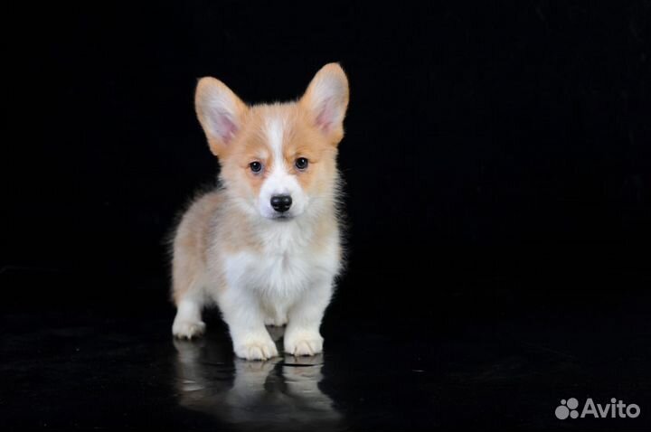 Вельш-корги пемброк