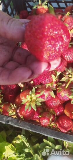 Клубника Зенга Зенгана