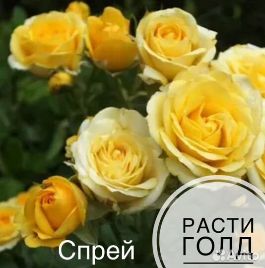 Саженцы роз