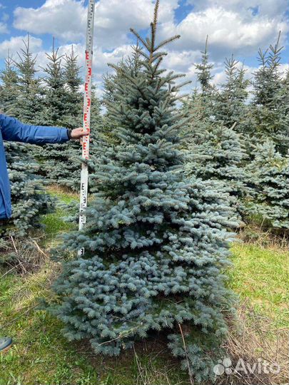 Ель голубая колючая