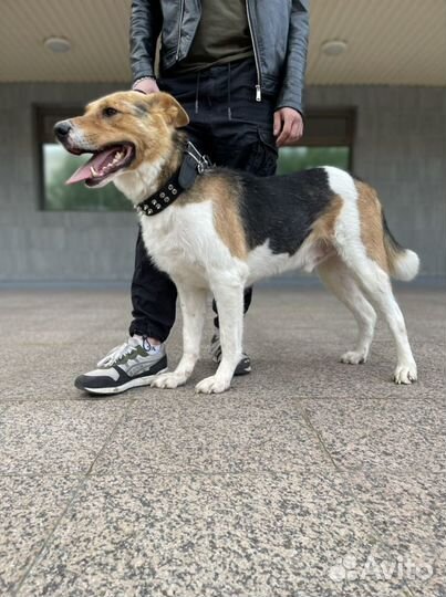 Рой ищет семью