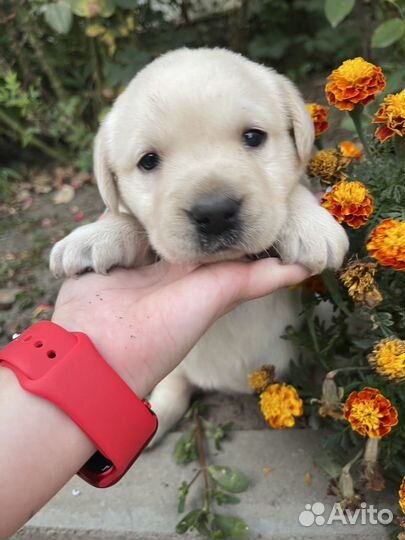 Лабрадор ретривер