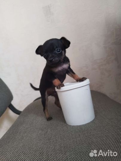 Той-терьер, чихуахуа, карликовые пинчеры Доставка