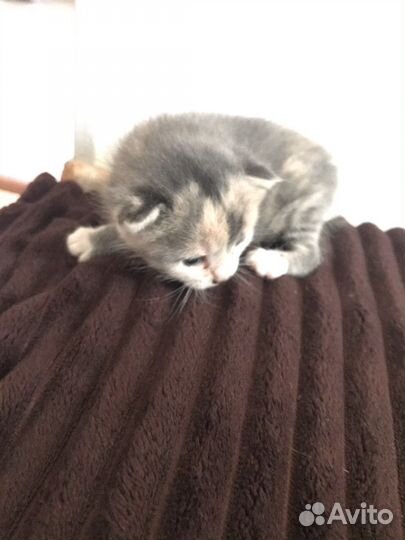 Кошка в дар бесплатно