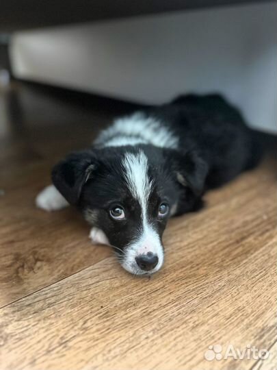 Щенок в добрые руки