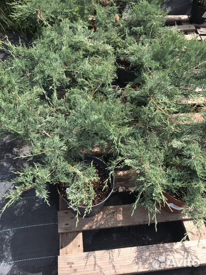 Можжевельники