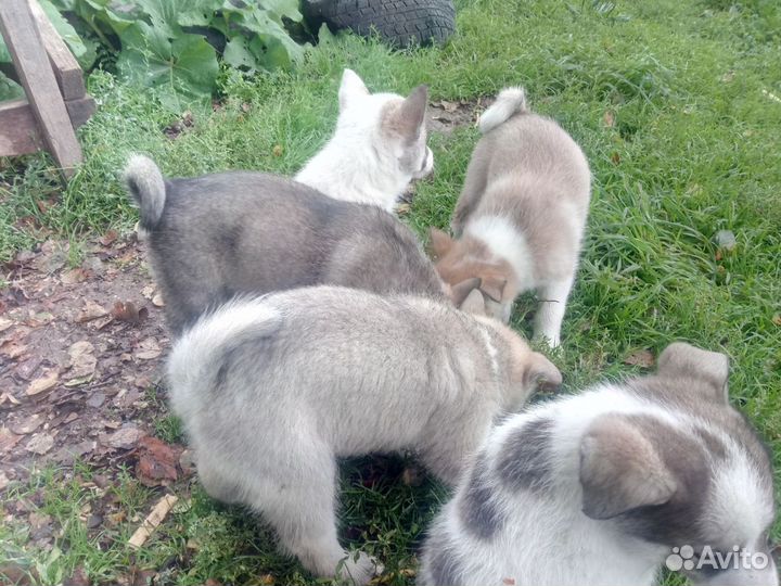 Западно сибирская лайка