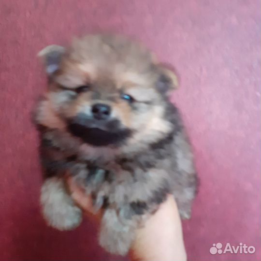 Щенки шпица