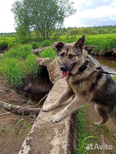 Собака в добрые руки