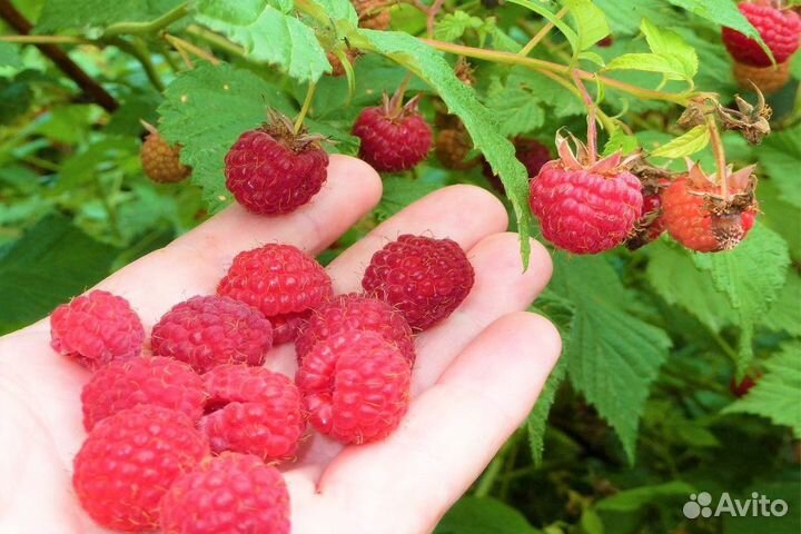 Саженцы малины Опт