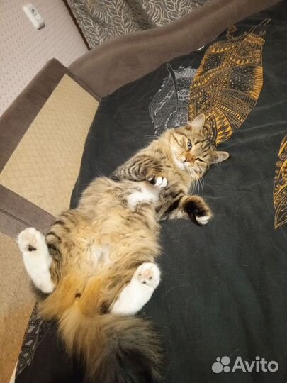 Кошечку в добрые руки