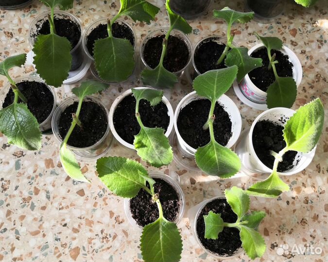 Мята, плектрантус