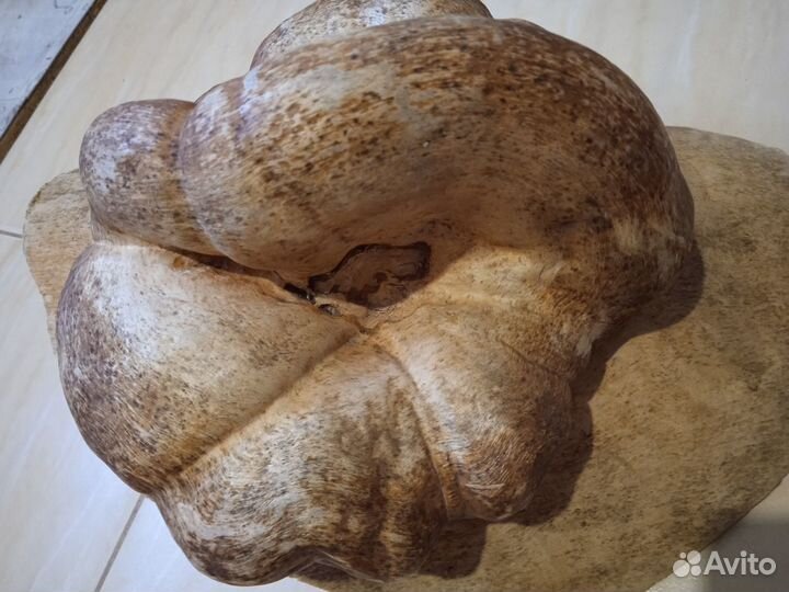 Продам кап берёзовый