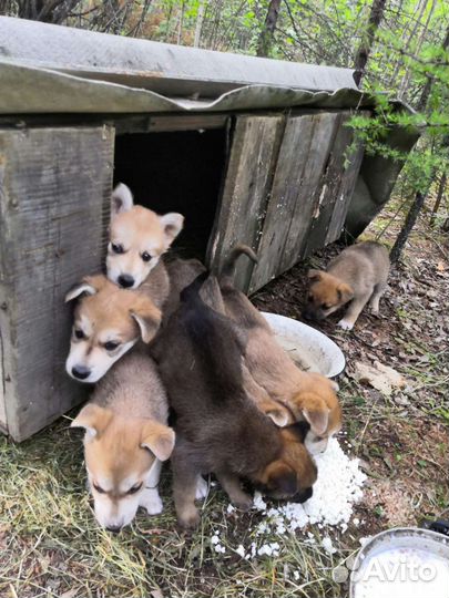 Собака в добрые руки отдам бесплатно